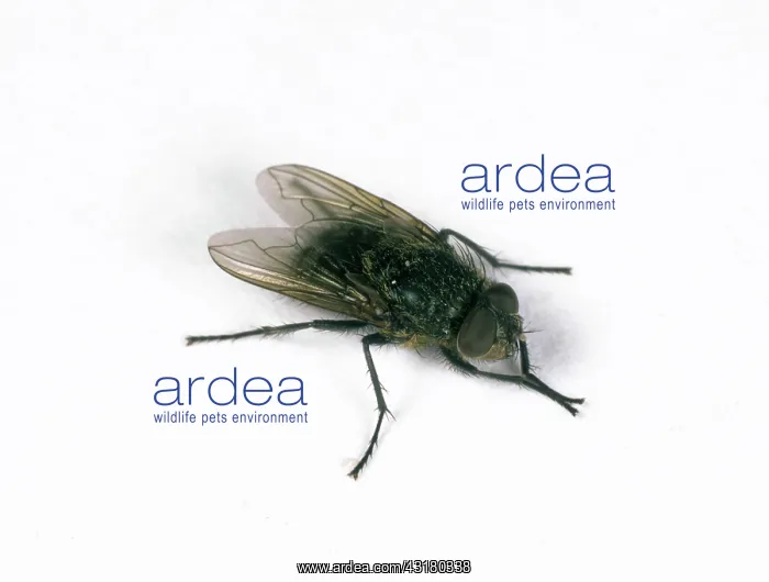 : Cluster Fly : Cluster Fly