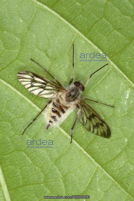 : Cluster Fly Killed by Parasitic Fungus : Cluster Fly Killed by Parasitic Fungus