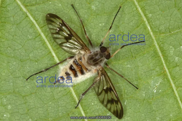 : Cluster Fly Killed by Parasitic Fungus : Cluster Fly Killed by Parasitic Fungus