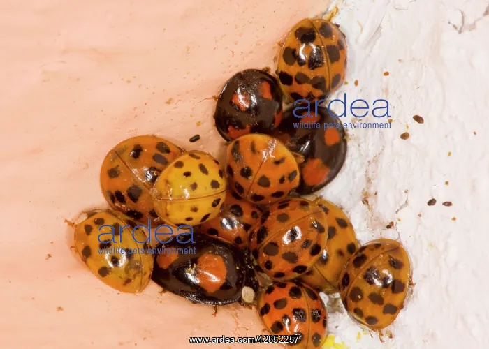  : Cluster of Harlequin Ladybirds - in winter, corner