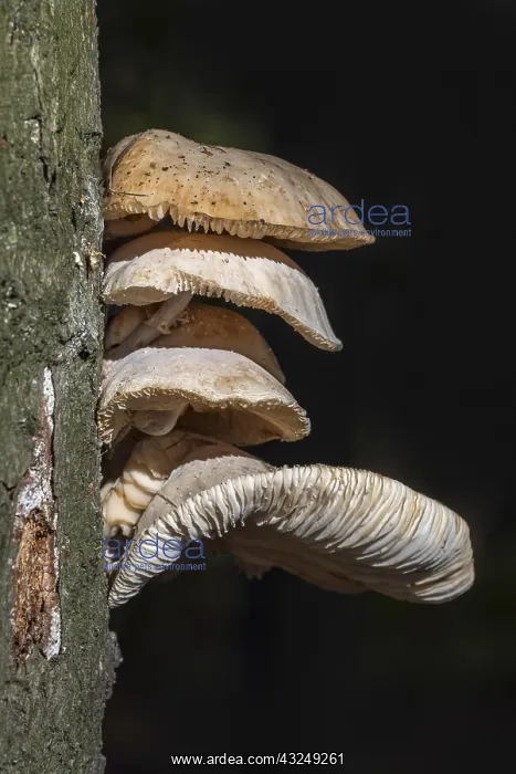 : Cluster of porcelain fungi (Oudemansiella mucida) : Cluster of porcelain fungi (Oudemansiella mucida)