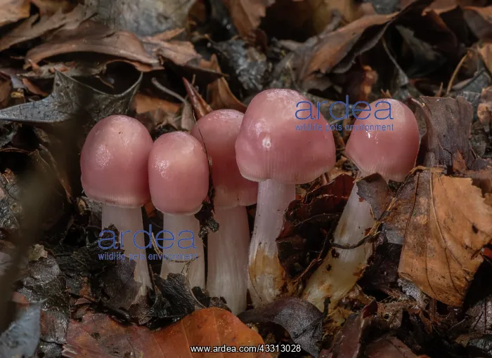 : Cluster of Rosy bonnet fungi, Mycena rosea, in b : Cluster of Rosy bonnet fungi, Mycena rosea, in b