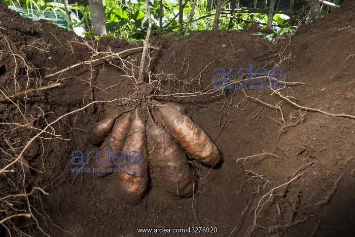 : Cluster of yam tubers Variety Wale&, xfba0;New Caledonia : Cluster of yam tubers Variety Wale&, xfba0;New Caledonia