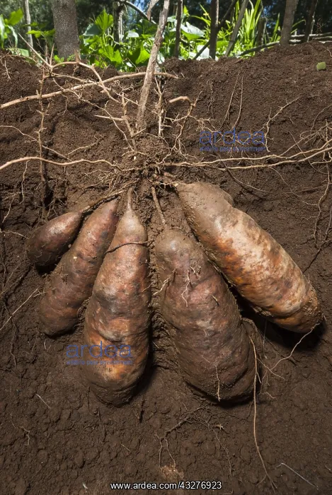 : Cluster of yam tubers Variety Wale&, xfba0;New Caledonia : Cluster of yam tubers Variety Wale&, xfba0;New Caledonia