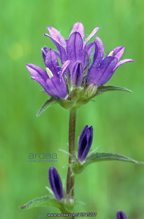 : Clustered Bellflower : Clustered Bellflower