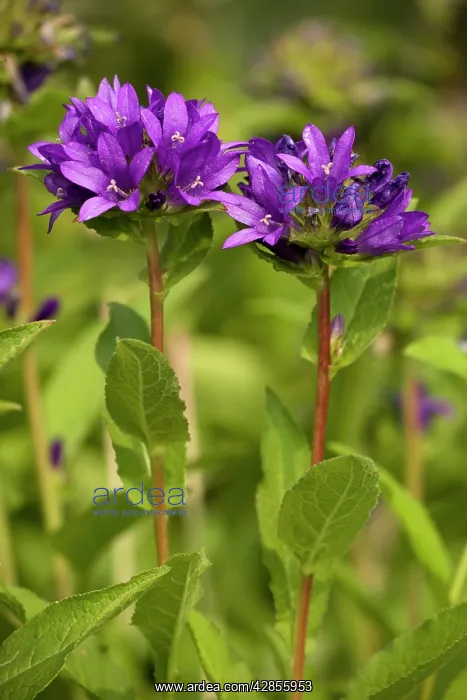 : Clustered bellflower : Clustered bellflower