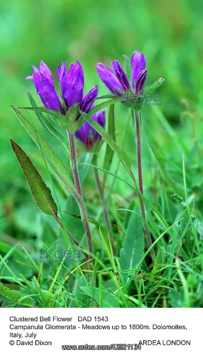 : Clustered BELLFLOWER : Clustered BELLFLOWER