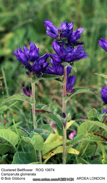 : Clustered Bellflower : Clustered Bellflower