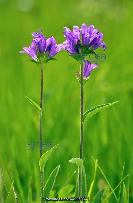 : Clustered bellflower - in flower - limestone grassland : Clustered bellflower - in flower - limestone grassland
