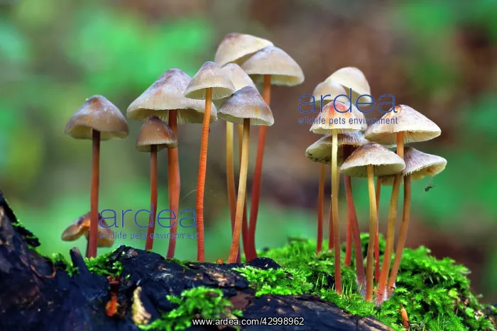 : Clustered Bonnet / Oak-stump Bonnet Cap Fungus - : Clustered Bonnet / Oak-stump Bonnet Cap Fungus -
