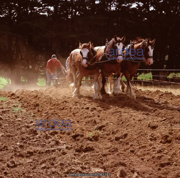 : Clydesdale horses pulling a two-furrow plough : Clydesdale horses pulling a two-furrow plough