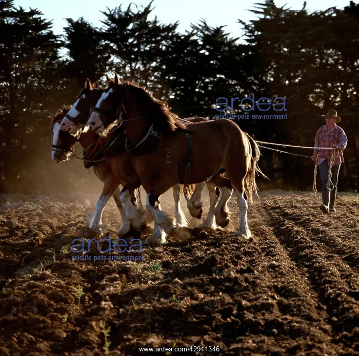 : Clydesdale horses pulling a two-furrow plough : Clydesdale horses pulling a two-furrow plough