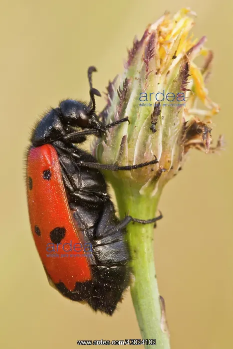 : Clytra - climbing a flower : Clytra - climbing a flower