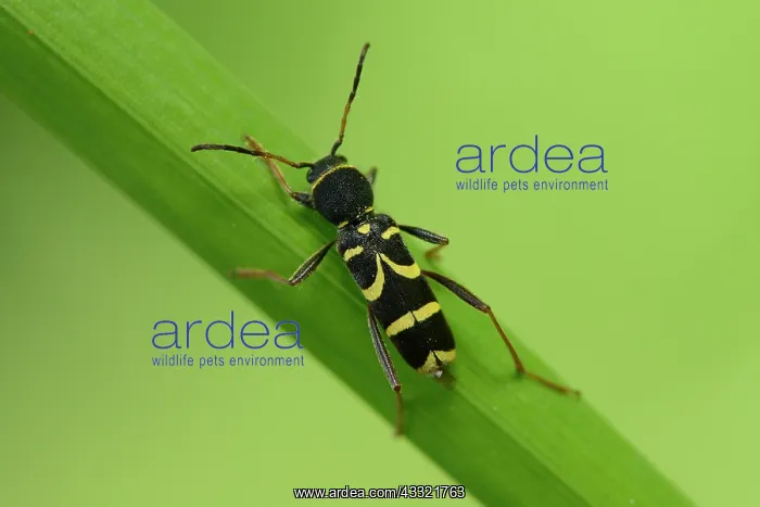 : Clytus arietis : Clytus arietis