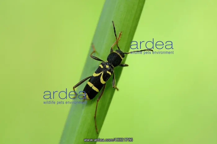 : Clytus arietis : Clytus arietis