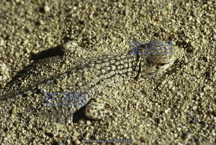 : Coachella Valley Fringe-toed Lizard : Coachella Valley Fringe-toed Lizard