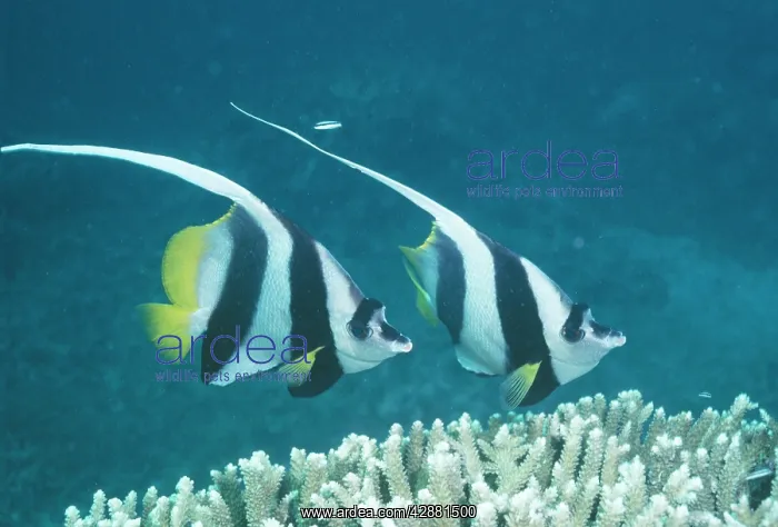 : Coachman / Featherfin Coralfish / Longfin Bannerfish : Coachman / Featherfin Coralfish / Longfin Bannerfish