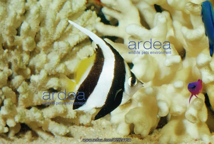 : Coachman Fish / Long Fin Bannerfish / Poor Man's : Coachman Fish / Long Fin Bannerfish / Poor Man's