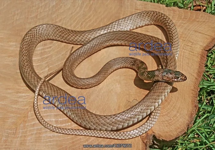 : Coachwhip (Masticophis flagellum), a non-venomous snake : Coachwhip (Masticophis flagellum), a non-venomous snake