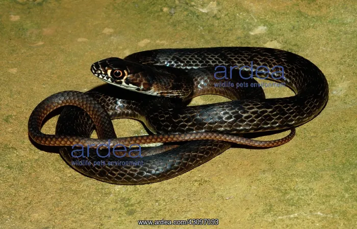 : Coachwhip. A juvenile Coachwhip (Masticophis flagellum) from Elk County, Kansas : Coachwhip. A juvenile Coachwhip (Masticophis flagellum) from Elk County, Kansas