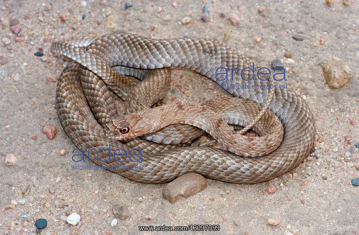  : Coachwhip. An adult Coachwhip (Masticophis flagellum) from Kearny County, Kansas