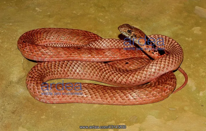 : Coachwhip. An adult Coachwhip (Masticophis flagellum) from Pinal County, Arizona : Coachwhip. An adult Coachwhip (Masticophis flagellum) from Pinal County, Arizona
