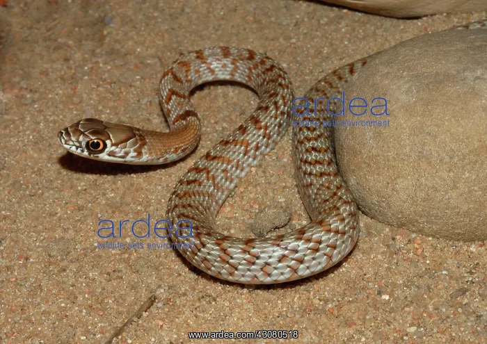 : Coachwhip (Masticophis flagellum) : Coachwhip (Masticophis flagellum)