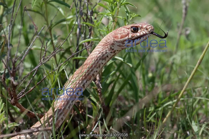 : Coachwhip Snake : Coachwhip Snake