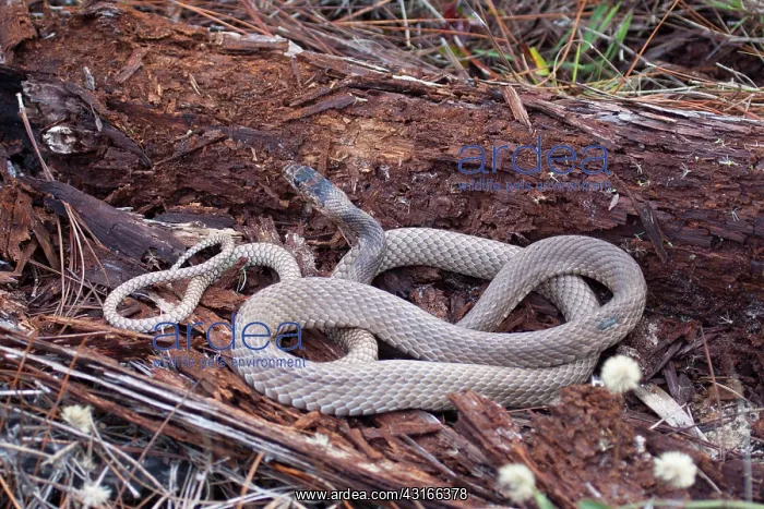 : Coachwhip Snake : Coachwhip Snake