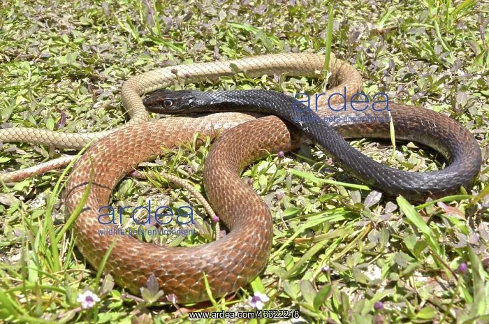  : Coachwhip Snake