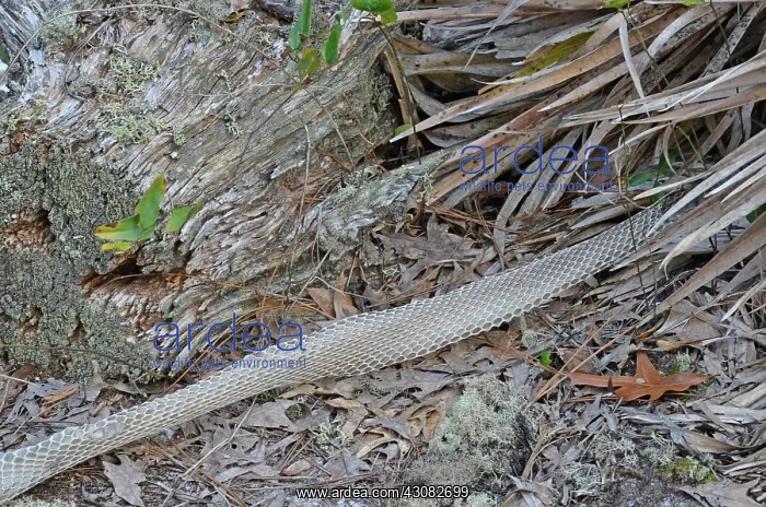 : Coachwhip Snake Skin : Coachwhip Snake Skin