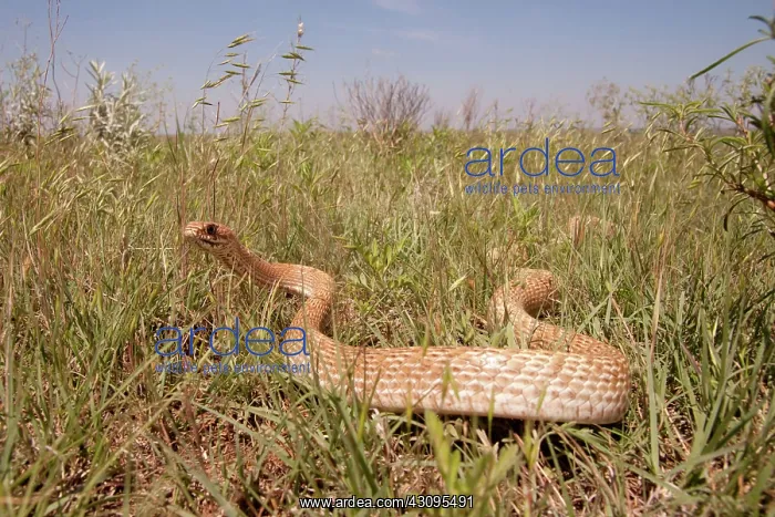 : Coachwhip Snake in the Wild : Coachwhip Snake in the Wild