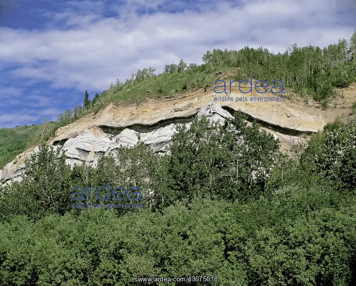 : Coal Seams in a Cliff Face : Coal Seams in a Cliff Face