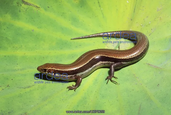 : Coal Skink : Coal Skink