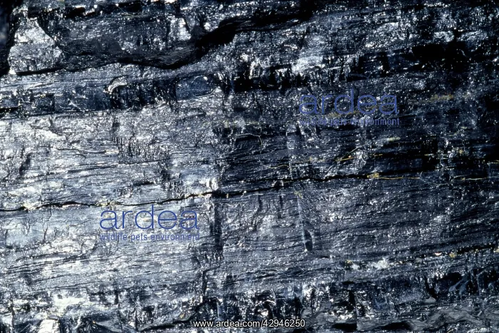  : COAL - (soft). var. Bituminous Carbonized vegetable matter