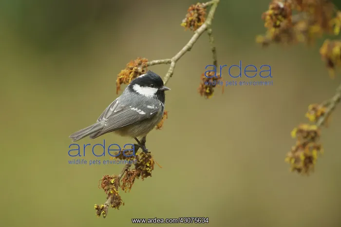 : Coal Tit (Parus ater) perched on a branch : Coal Tit (Parus ater) perched on a branch