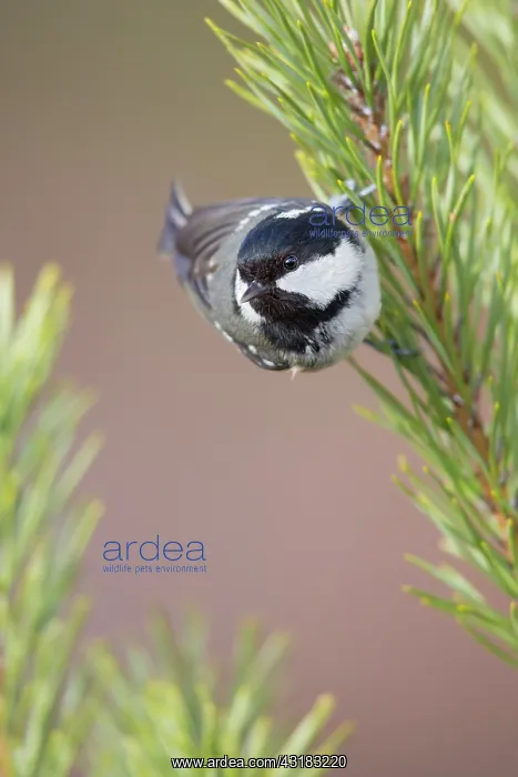 : Coal Tit (Periparus ate) holding onto a branch of a Scots Pine (Pinus sylvestris) : Coal Tit (Periparus ate) holding onto a branch of a Scots Pine (Pinus sylvestris)