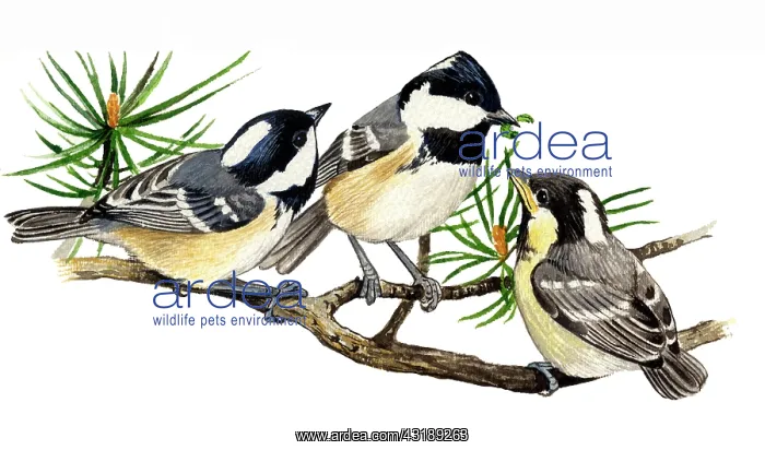 : Coal Tit (Parus ater) feeding : Coal Tit (Parus ater) feeding
