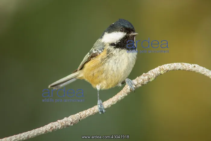  : Coal Tit adult perched on branch