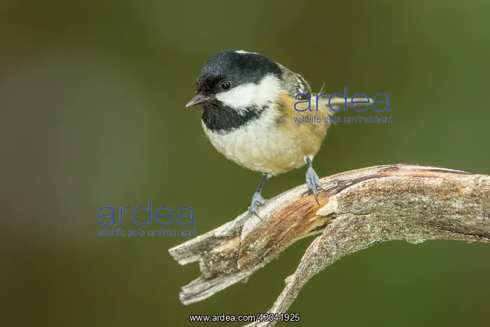  : Coal Tit adult perched on branch