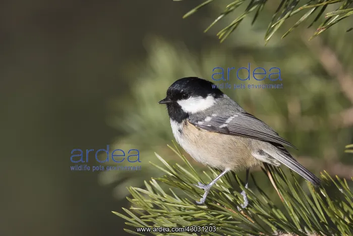 : Coal Tit - adult tit perched on branch - Scotland : Coal Tit - adult tit perched on branch - Scotland