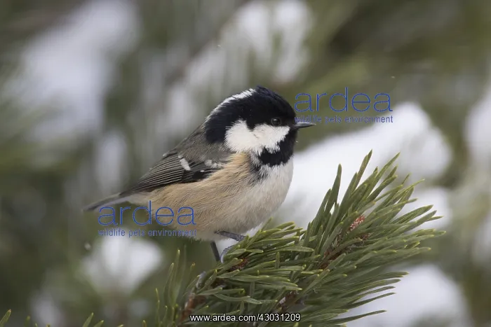: Coal Tit - adult tit perched on branch - Scotland : Coal Tit - adult tit perched on branch - Scotland