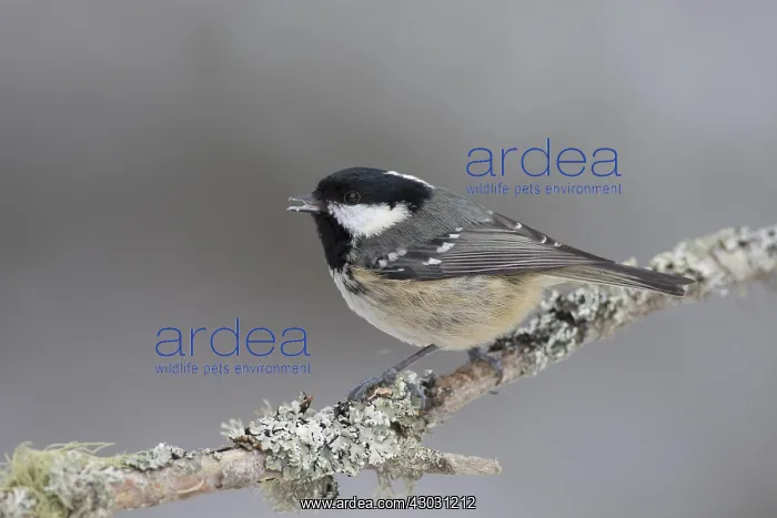 : Coal Tit - adult tit perched on branch - Scotland : Coal Tit - adult tit perched on branch - Scotland