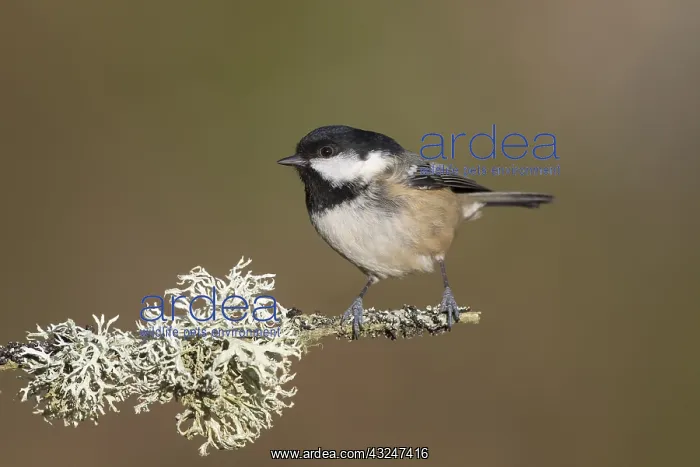 : Coal Tit - adult tit perched on branch - Scotland : Coal Tit - adult tit perched on branch - Scotland