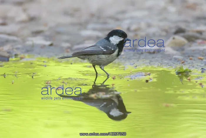 : Coal Tit - adult tit standing in water - Germany : Coal Tit - adult tit standing in water - Germany