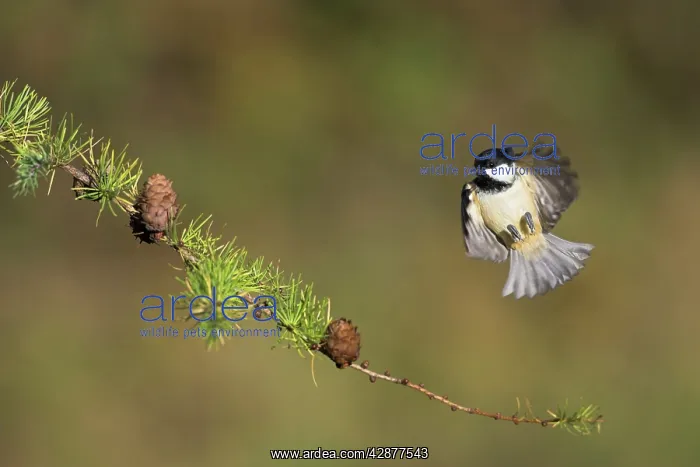 : Coal Tit - Alighting on a pine cone covered conifer branch : Coal Tit - Alighting on a pine cone covered conifer branch