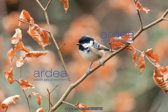 : Coal Tit - Autumn - UK : Coal Tit - Autumn - UK
