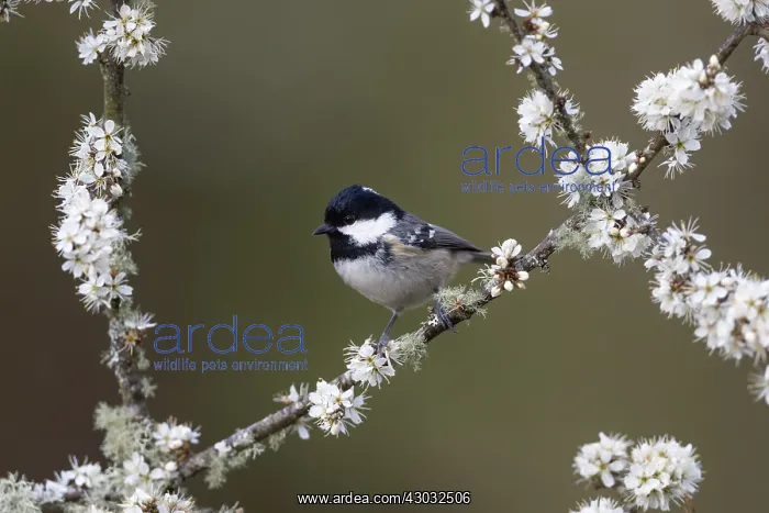 : Coal Tit - on Blackthorn Blossom - Cornwall - UK : Coal Tit - on Blackthorn Blossom - Cornwall - UK