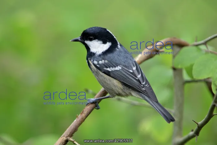 : Coal Tit - On branch : Coal Tit - On branch