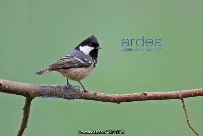 : Coal Tit - On branch : Coal Tit - On branch